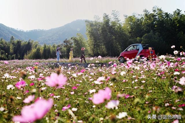 格桑花波斯菊