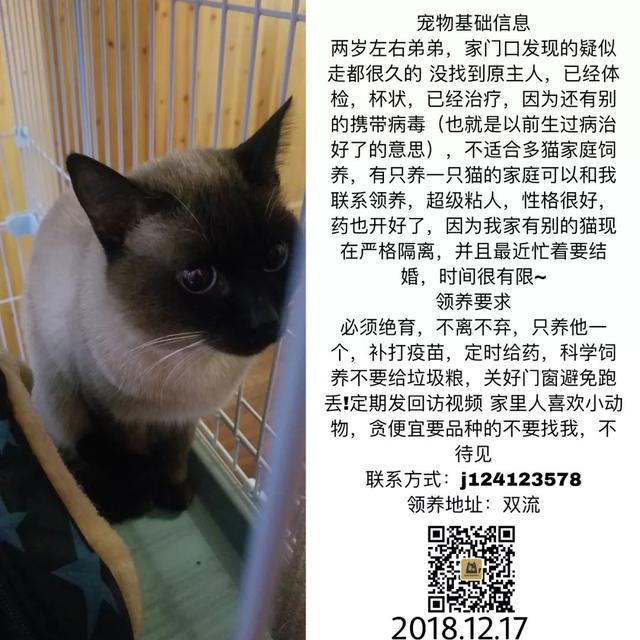 成都宠物猫领养 成都宠物猫领养（免费领养猫咪） 动物