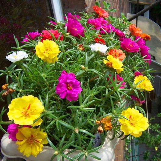 太阳花的种植 太阳花的种植「太阳花的种植方法和注意事项」 生活
