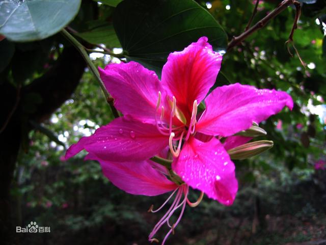 香港的市花是什么