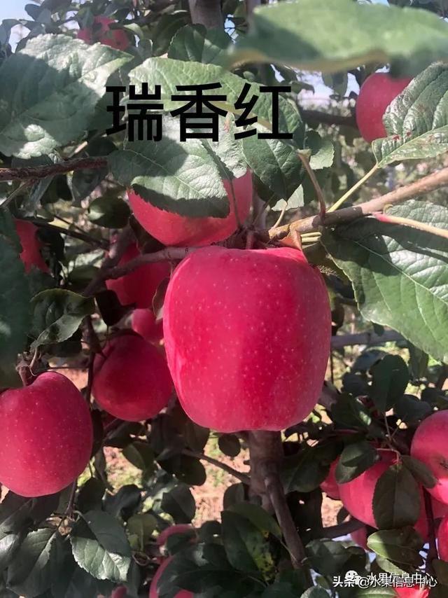苹果的种类 苹果的种类（苹果的种类大约有多少种） 生活