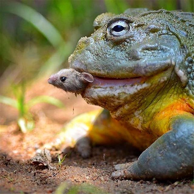 非洲牛蛙 非洲牛蛙（非洲牛蛙视频） 动物