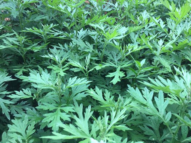 农村常见又能吃的野菜，都是价值珍贵的中药材，看看你吃过几种？