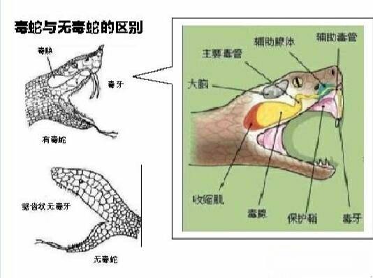 白头蝰蛇