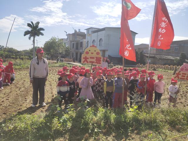 幼儿园的割水稻能手