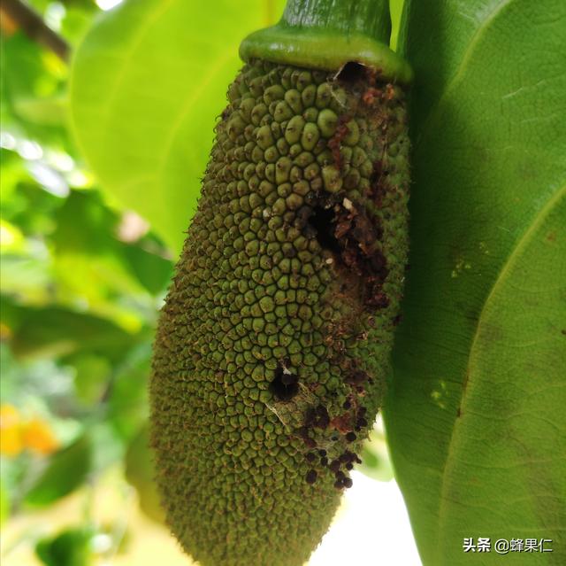 菠萝蜜为什么每次发芽以后就枯萎了？这些防治重点要牢记