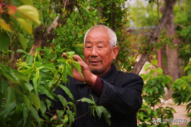 2亿年前就出现的蚜虫，为啥难防治，有可以“根治”的农药吗3