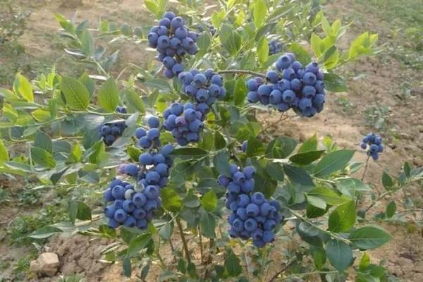 蓝莓常见的病害主要有哪些？治疗方法和周年预防方案