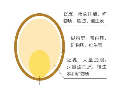 主食应该怎么吃？粗细结合