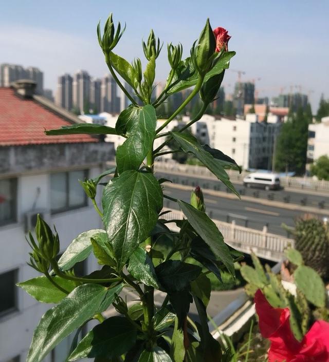 扶桑花怎么养