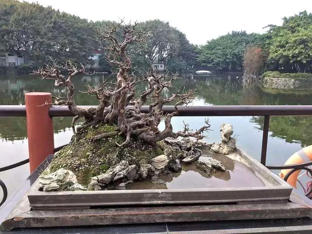 雀梅盆景（雀梅盆景的养殖方法和注意事项）