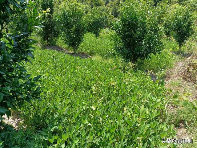 枳砧金秋沙糖橘在武鸣区的引种观察及关键栽培技术