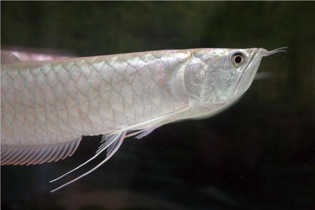 鱼从鱼缸里跳出来怎么急救（观赏鱼跳缸后怎么处理）