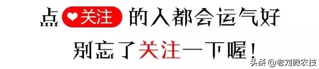 柑橘种植﹕秋梢嫩梢期病害不能大意！看了绝对不后悔