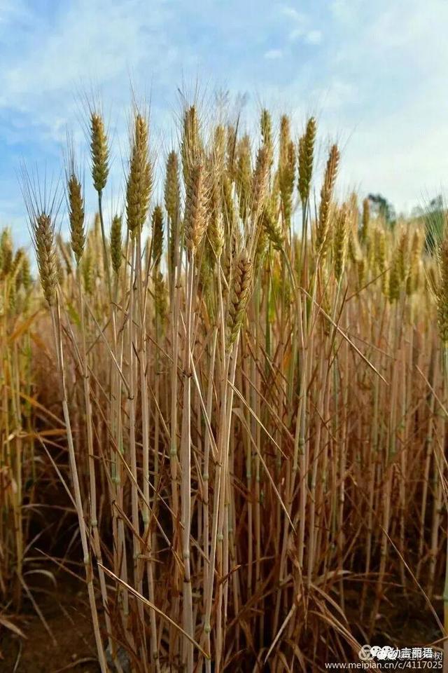 让美育走进家庭之手指印画—小麦