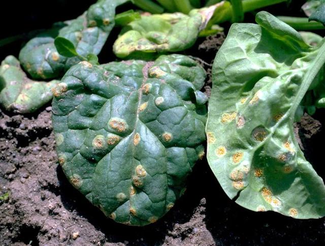 植物感染锈病的潮湿环境，很容易预防，轻松就能清除7