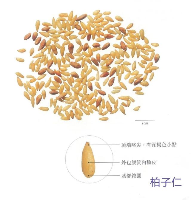 中药古今研究：柏子仁