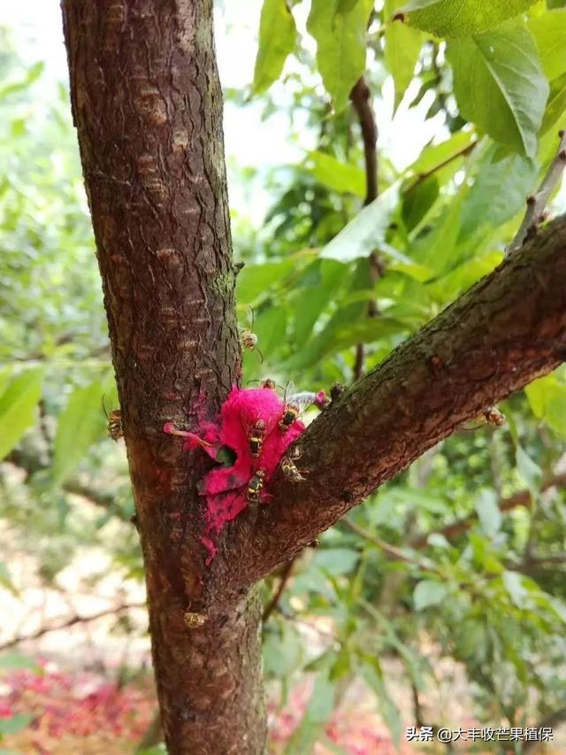 芒果果实蝇难对付？迷饵果实蝇饵剂一步到位6