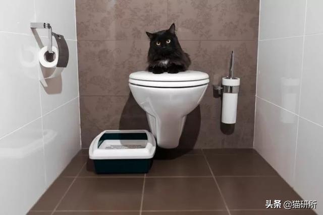 洗衣机洗猫砂
