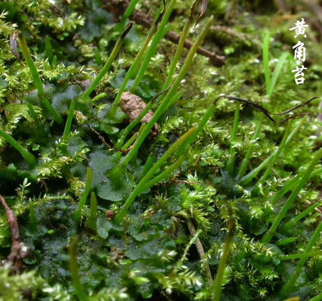 苔藓植物