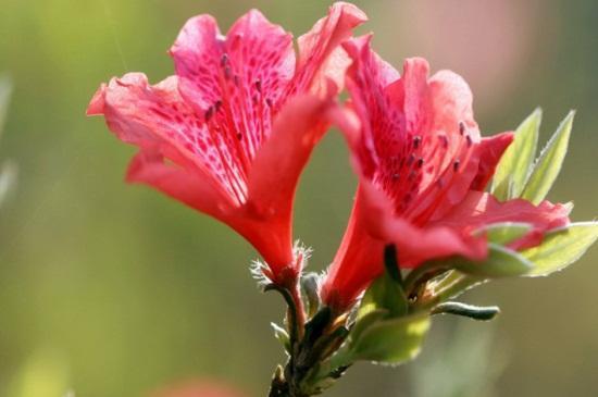 杜鹃花什么时候开 杜鹃花什么时候开（杜鹃花什么时候开花几点） 生活