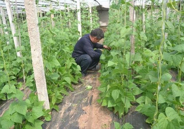 豆角种植，菌核病爆发，打两三次药，仍然防治不住，该怎么办呢？10