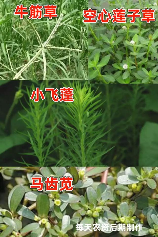 草铵膦使用“高峰期”！高效用药，要点必看4