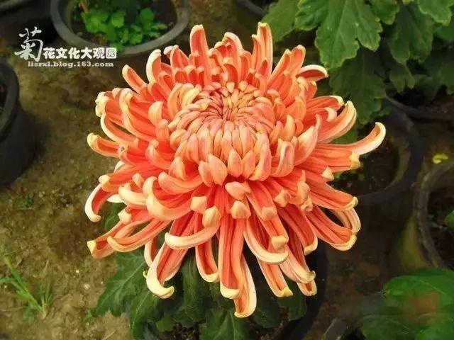 菊花的颜色