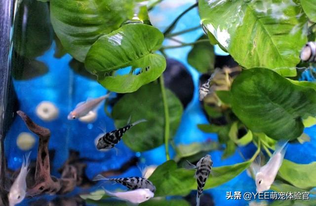 鹦鹉鱼鱼鳞掉了还能长出来吗