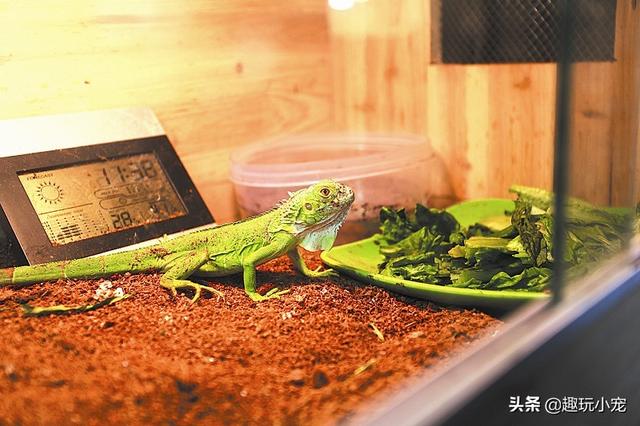 蜥蜴养殖 蜥蜴养殖(沙神蜥蜴养殖) 健康