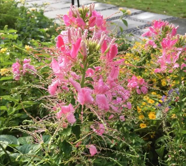 网友智慧是无穷的，根据面世作业本推测出换子经过，逻辑完美闭环