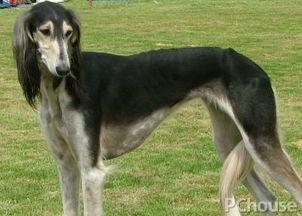 saluki