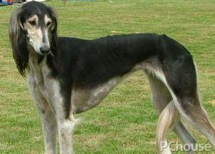 saluki