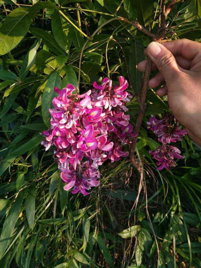 花的图片大全 花的图片大全（花卉大全500种图片） 生活