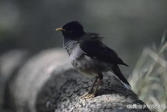 训练八哥 训练八哥（八哥鸟怎样才能学会说话） 动物