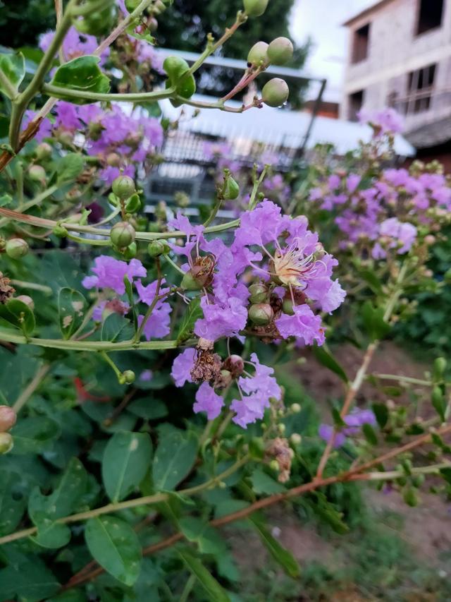 花草图片