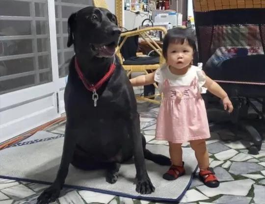 小孙女回家 只找巨大高山犬 奶奶失宠 发萌合照 我变隐形人 全网搜