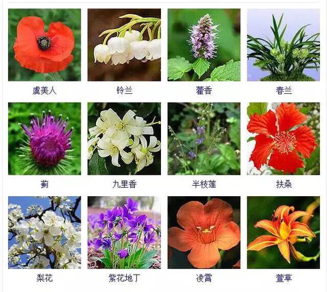 200种花卉名称大全图片图片