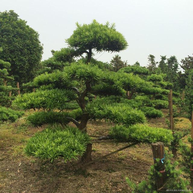 松树的资料