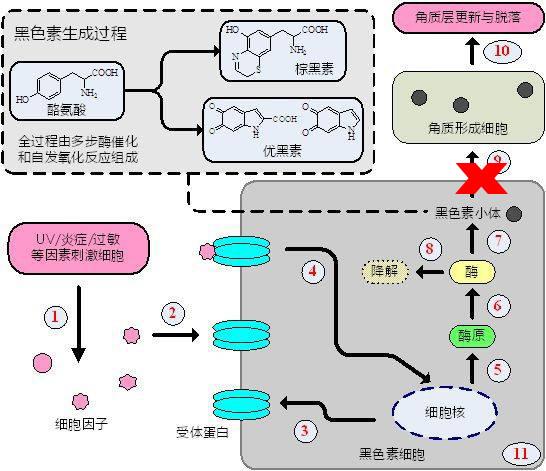 烟酰胺身体乳过敏症状