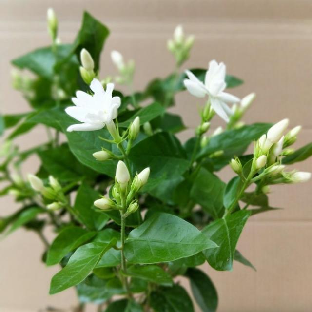 花卉种类