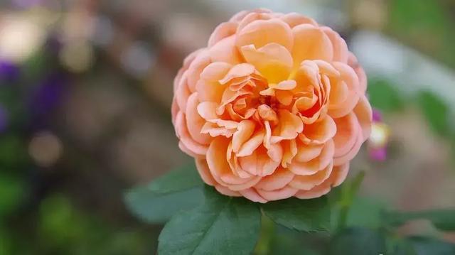 [云端七彩云微信步数修改]，一个媳妇写给婆婆的一封信