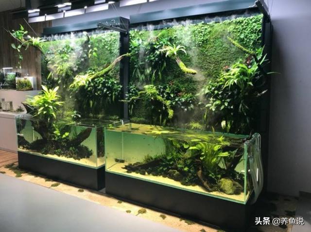 鱼缸水浑浊