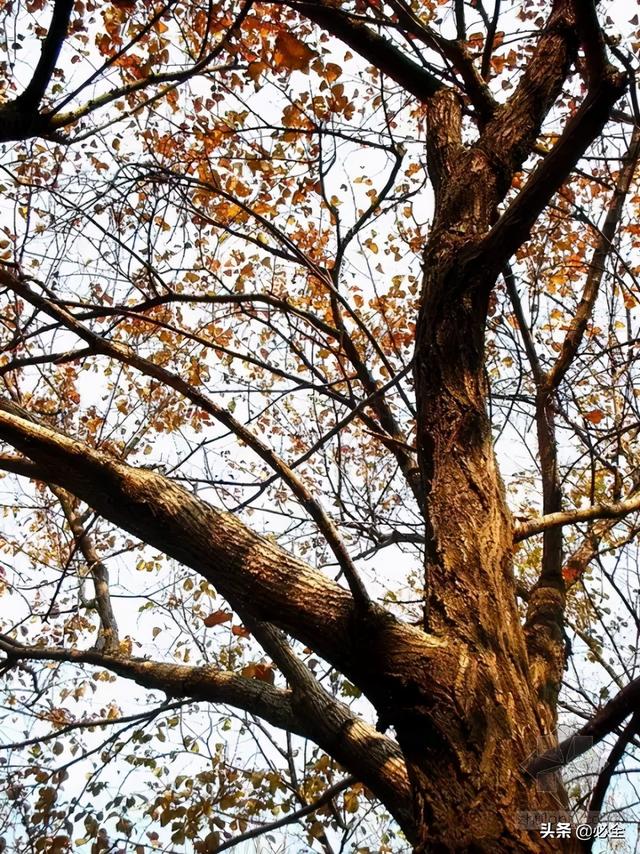 30种落叶乔木图片(常见落叶乔木名称图片)-锐牛沃德讯息网