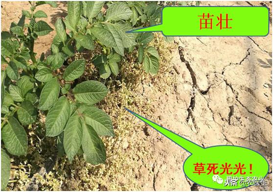 「核心期刊」阔叶作物苗后除草剂+碧护：安全、增效！7