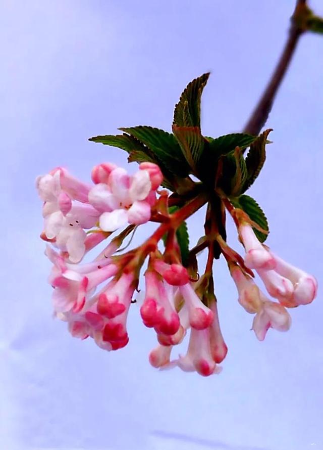 香荚蒾（香荚蒾怎么读）