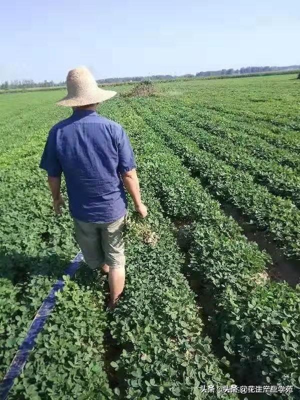 当前花生膨果、饱果期，如果天旱还要不要浇水，怎么浇水呢