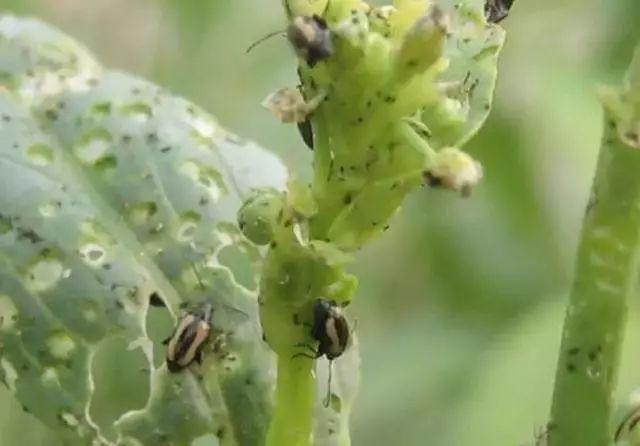 蔬菜常见8种虫害高清图谱，认识了才能针对性防治，具体方案如下7