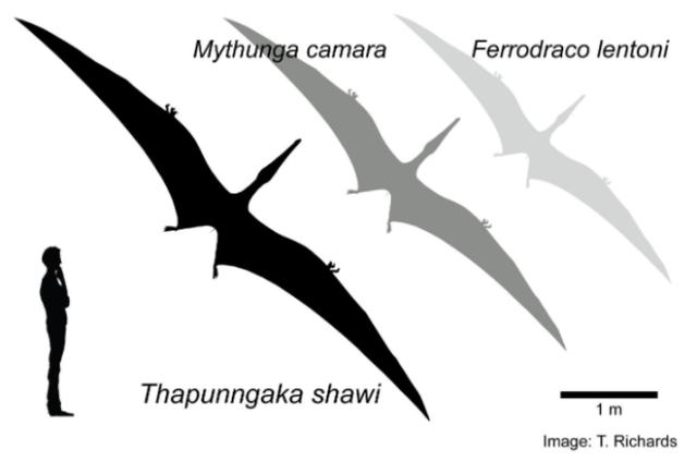 最接近“龙”的生物？澳大利亚新发现：翼展约7米，嘴巴呈长矛状