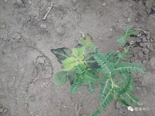 黄芪除草剂该如何选？使用技术要点告诉你13